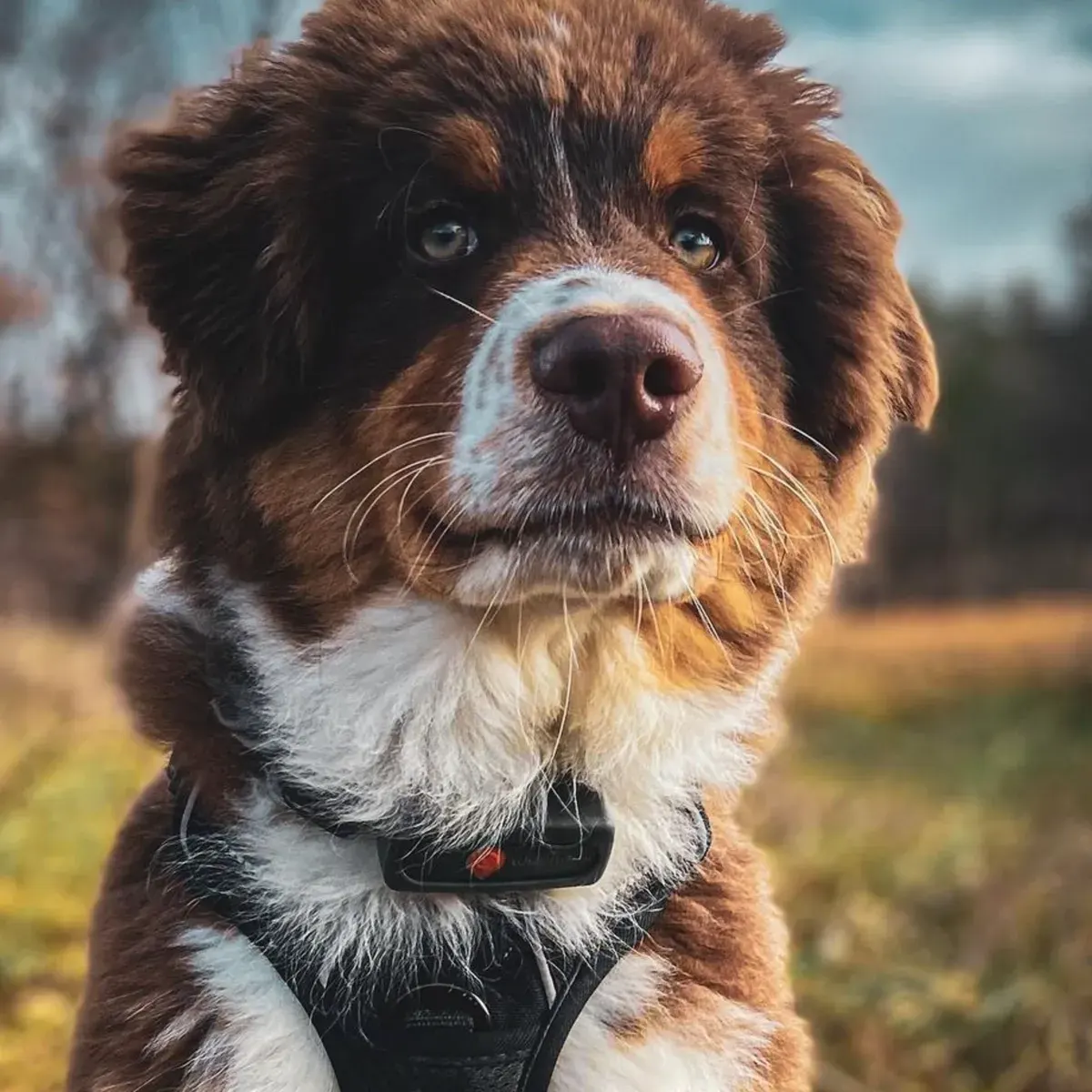 Chien portant un traceur GPS Weenect sur son harnais